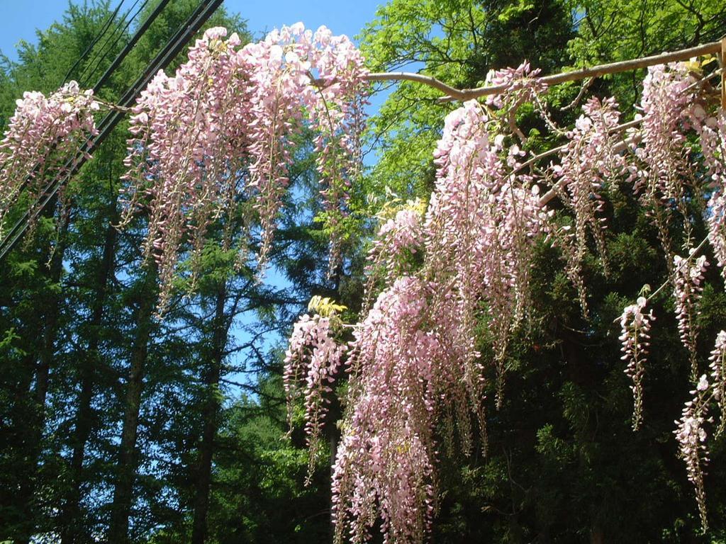 Hotel Kyuhonbo Hisayamakan Nagano Exteriér fotografie